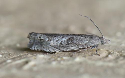 Selania leplastriana